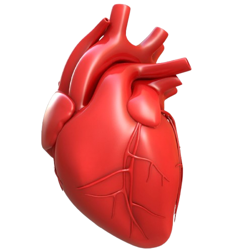 Heart Illustration